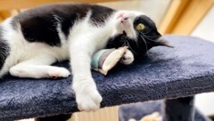 Wann ist die Samtpfote glücklich?