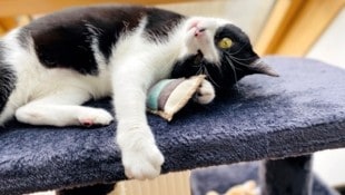 Wann ist die Samtpfote glücklich?