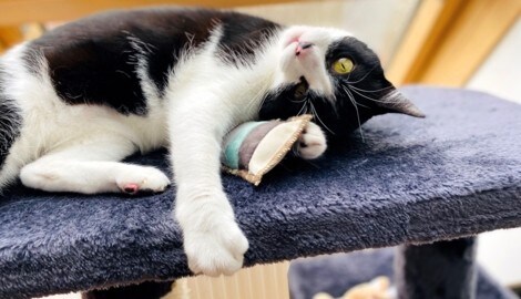 Wann ist die Samtpfote glücklich?