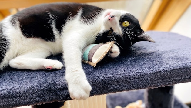 Wann ist die Samtpfote glücklich?