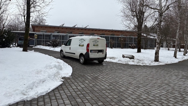 Im Tierheim in Villach leben alle verträglichen Hunde in Gruppen zusammen – das stärkt ihr ...