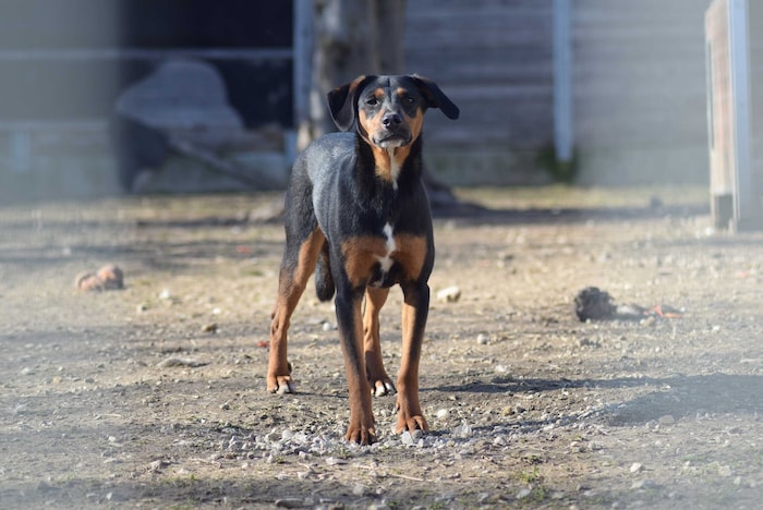 Theo ist ein kastrierter Mischlingsrüde und 2024 geboren. Gemeinsam mit Artgenossen blüht er ...