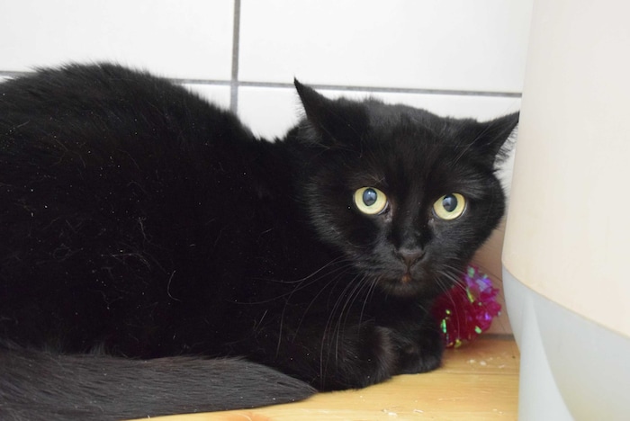 Diva ist eine liebe Katze, die auf ein neues Zuhause hofft. Sie wurde 2019 geboren und braucht ...