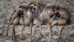 Der Züricher Zoo musste zehn Dscheladas einschläfern. (Symbolbild)