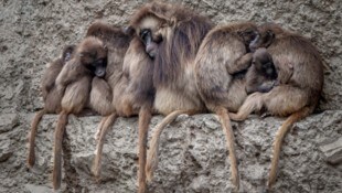 Der Züricher Zoo musste zehn Dscheladas einschläfern. (Symbolbild)