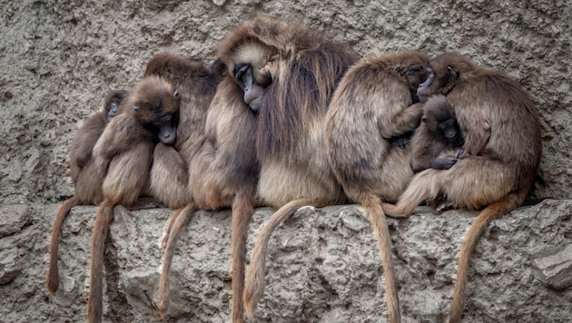 Der Züricher Zoo musste zehn Dscheladas einschläfern. (Symbolbild)