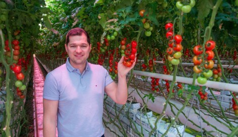 Patrick Haider von Perlinger Gemüse bei den im September gesetzten Paradeisern. Sie sind im ...