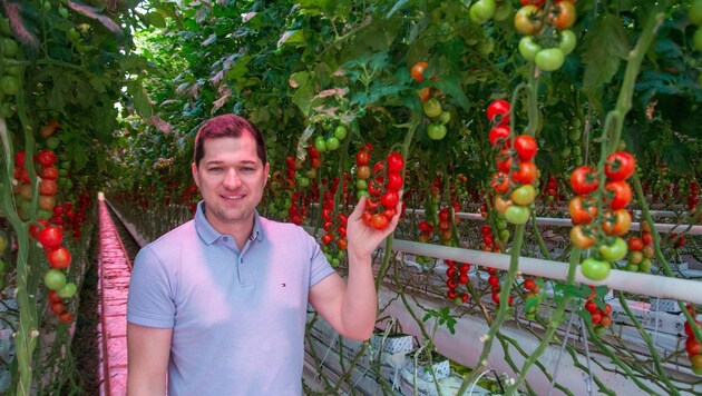 Patrick Haider von Perlinger Gemüse bei den im September gesetzten Paradeisern. Sie sind im ...