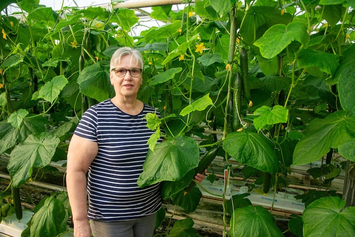 Gerlinde Ulrich bei ihren Gurken. Rund zehn Tage hat sich bei ihr die Ernte zum Vorjahr ...