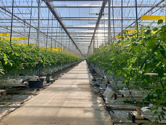 In Tadten bei Sattler Gemüse startet die Ernte rund um Ostern.