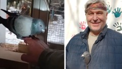 Taube „Dorothea“ wäre ohne Michaels Hilfe gestorben. Jetzt sind sie unzertrennlich.