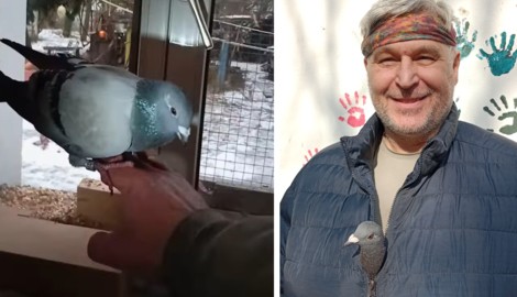 Taube „Dorothea“ wäre ohne Michaels Hilfe gestorben. Jetzt sind sie unzertrennlich.