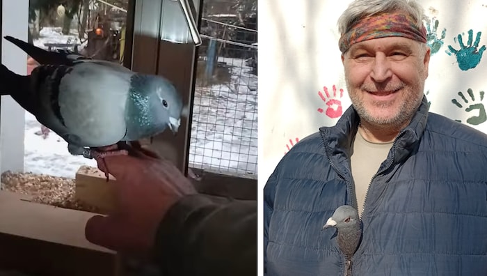 Taube „Dorothea“ wäre ohne Michaels Hilfe gestorben. Jetzt sind sie unzertrennlich.