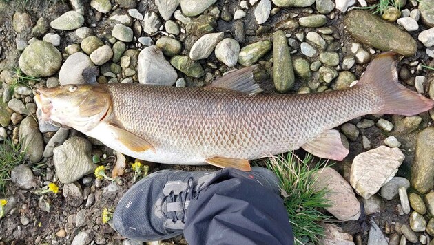 Wo am Sonntag kleinere Fische gefunden wurden, liegen am Montag auch 83 Zentimeter große tote ...