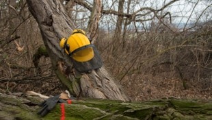 Ein 65-Jähriger ist am Montag bei Holzfällarbeiten getötet worden (Symbolbild).