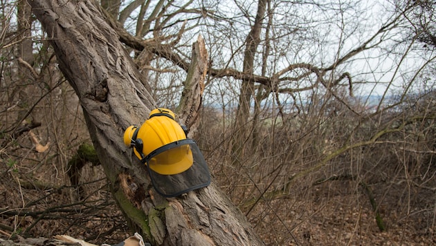 Ein 65-Jähriger ist am Montag bei Holzfällarbeiten getötet worden (Symbolbild).