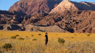 Im Death Valley, dem heißesten Ort der Welt, kann man derzeit eine seltene Blütenpracht ...