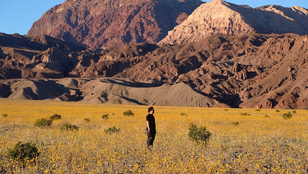 Im Death Valley, dem heißesten Ort der Welt, kann man derzeit eine seltene Blütenpracht ...
