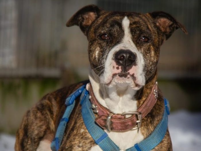 Bitte um einen Einzelplatz für Hope.