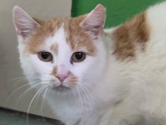 Sehnsüchtiger Blick von Gerti