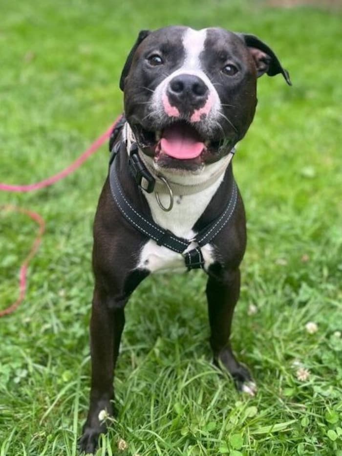 Liebevolles Umfeld für Luzifer gesucht.