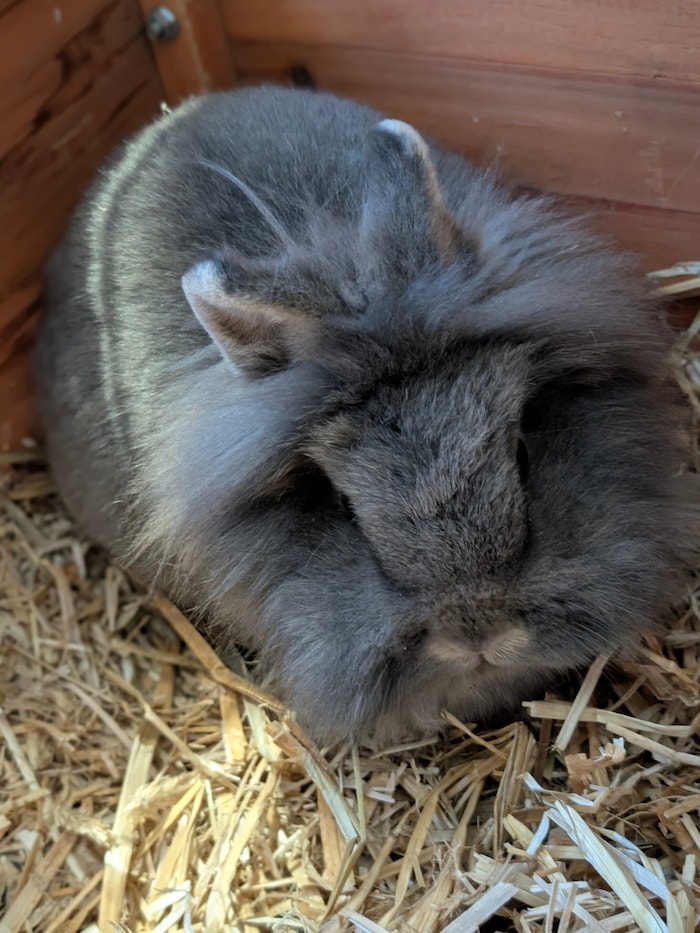 Wer umsorgt den lieben Nico fürsorglich und für immer?