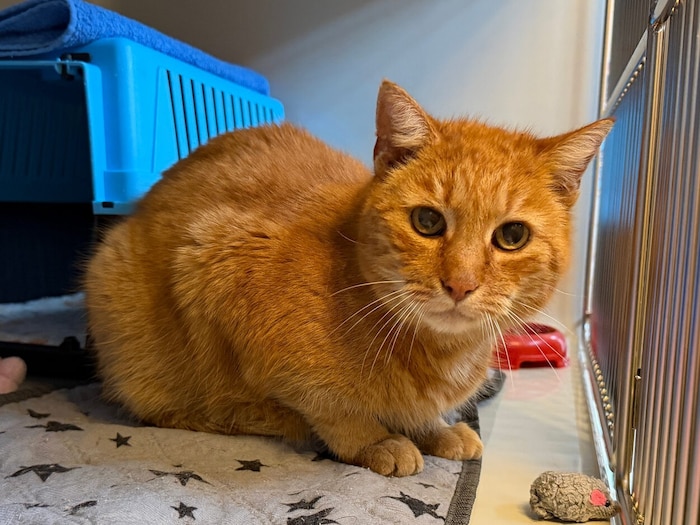 Could anyone be sadder than this cat?