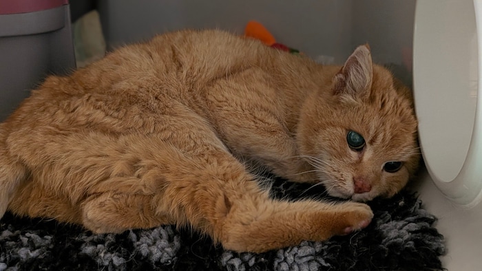 This stray cat has three legs and is almost blind.
