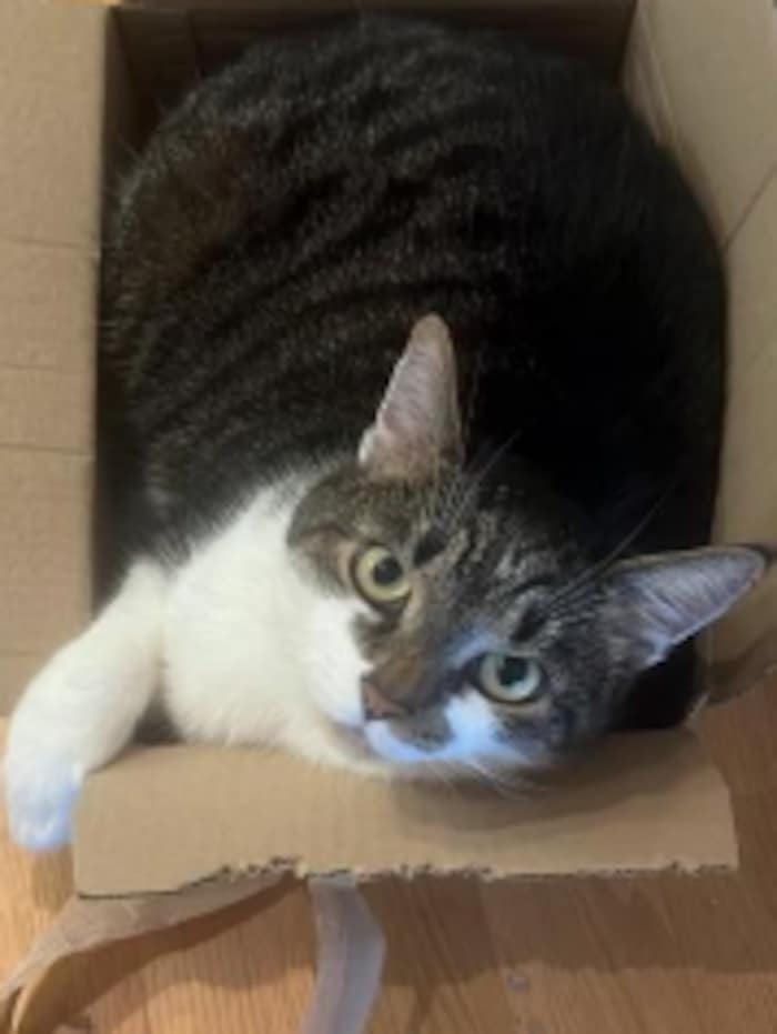 Rio has disappeared from Neufeldweg in Graz.