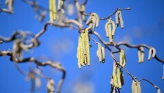 Zahlreiche Allergiker sind laut Fachleuten unterversorgt. Der abrupte Pollenstart lässt gerade ...