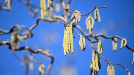 Zahlreiche Allergiker sind laut Fachleuten unterversorgt. Der abrupte Pollenstart lässt gerade ...