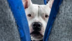 Auf ins große Abenteuer: Hauptsache, Frauerl und Herrl sind mit an Bord.