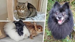 Ob Katze, Kaninchen oder Hund, sie alle suchen einen schönen Platz zum Leben.