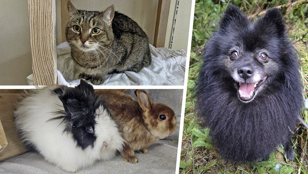 Ob Katze, Kaninchen oder Hund, sie alle suchen einen schönen Platz zum Leben.