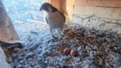 Zwei Eier hat „Tavda“ im Nest am Turm der Grazer Herz-Jesu-Kirche bereits gelegt, wie viele ...