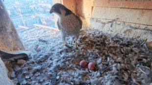 Zwei Eier hat „Tavda“ im Nest am Turm der Grazer Herz-Jesu-Kirche bereits gelegt, wie viele ...