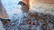 Zwei Eier hat „Tavda“ im Nest am Turm der Grazer Herz-Jesu-Kirche bereits gelegt, wie viele ...
