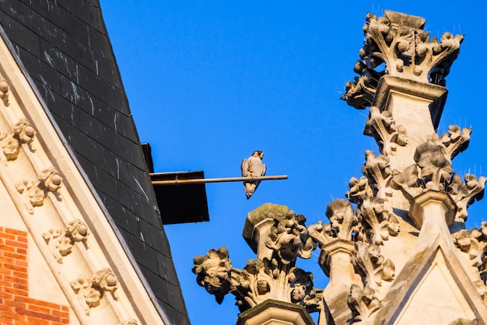Falkin „Tavda“ auf der Sitzstange vor dem Nest in rund 70 Meter Höhe.