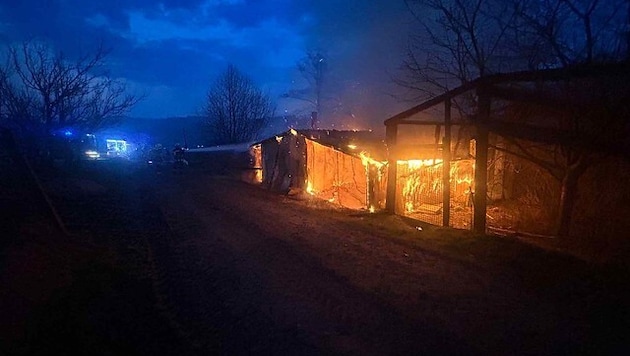 Die Zuchtvögel im Gehege konnten zum Glück gerettet werden.