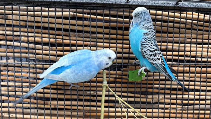 Wellensittiche Asterix und Obelix.