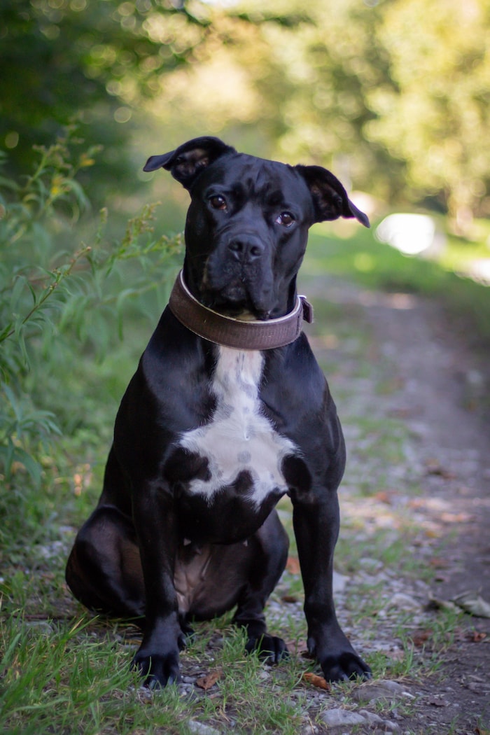 Cane Corso Mischling Zara.