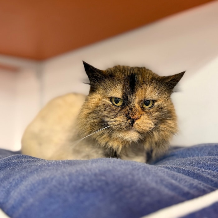 Europäisch Langhaar Katze Göggile.