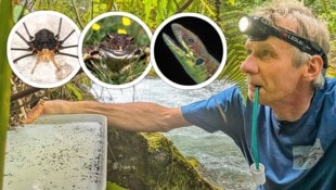 Christian Komposch hat gemeinsam mit vielen anderen Experten die Talbachklamm untersucht. Ihr ...