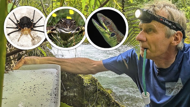 Christian Komposch hat gemeinsam mit vielen anderen Experten die Talbachklamm untersucht. Ihr ...