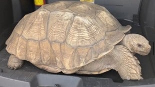 Etwas mehr als 30 Meter weit war „Mr. T“ gekommen, bis ihn Beamten unter Anstrengungen wieder in ...