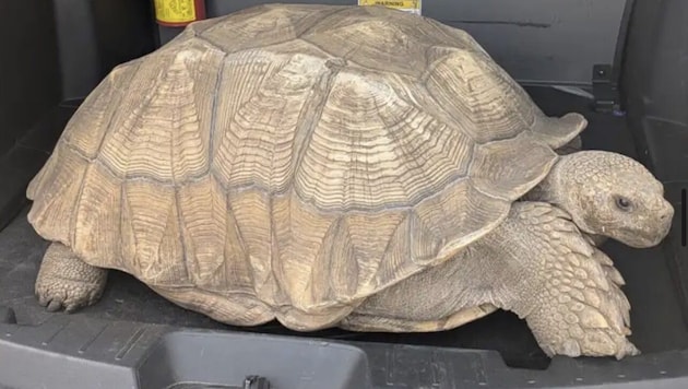 Etwas mehr als 30 Meter weit war „Mr. T“ gekommen, bis ihn Beamten unter Anstrengungen wieder in ...