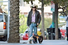 Mickey Rourke bei einer Gassi-Runde mit seinen Hunden Anfang Februar: Der Hollywoodstar muss nun ...