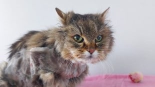 „Bonnie“ ist derzeit in Lochen untergebracht. 