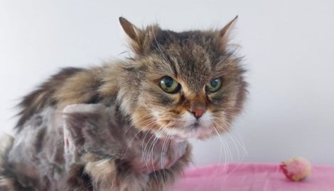 „Bonnie“ ist derzeit in Lochen untergebracht. 