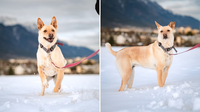 Im Schnee spielt „Nelly“ gerne!